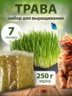 Трава для кошек. Набор для выращивания.